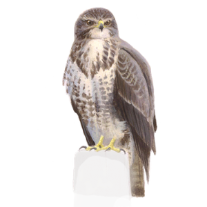 buizerd