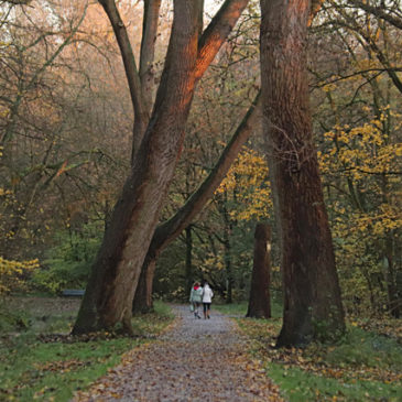 Natuurlezing: Het Vliegenboszondag 23 februari, 15 uur