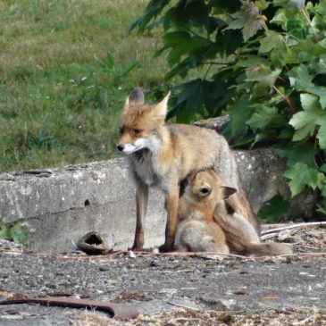 Familie Vos bij Albemarle